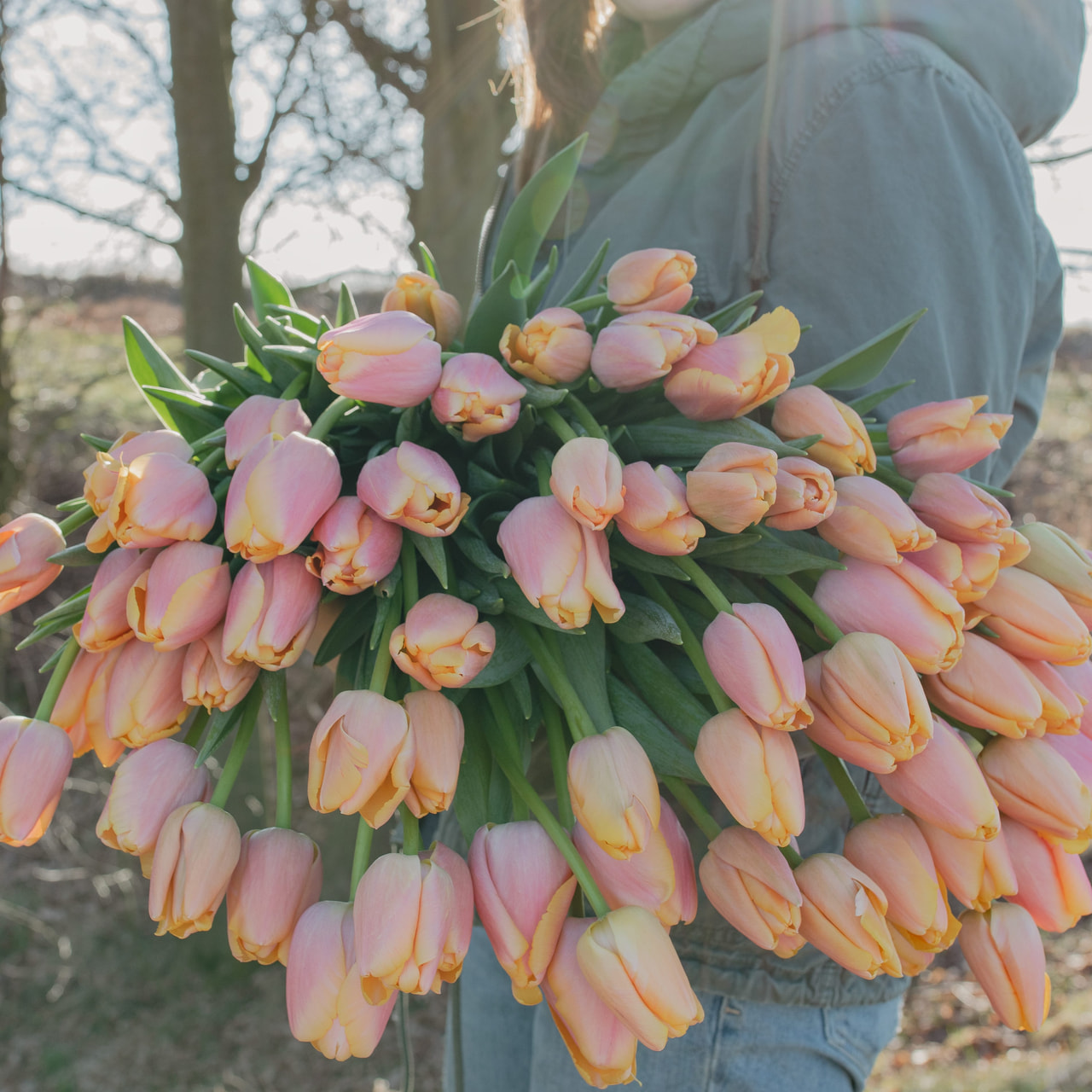 Tulppaani Coral Pride (Zantuel), Loukykvět