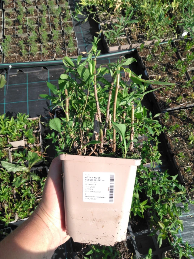 Syysasteri Brigitte - 2024