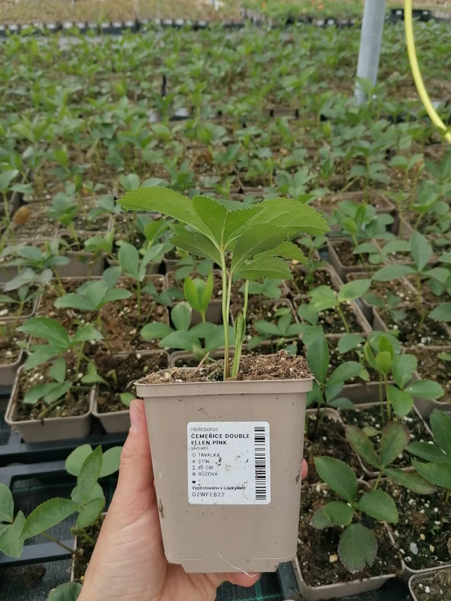 Jouluruusu Double Ellen Pink - 2024