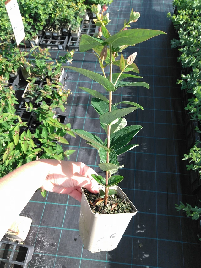 Kuisma Globo Raspberry - 11. 7. 2025