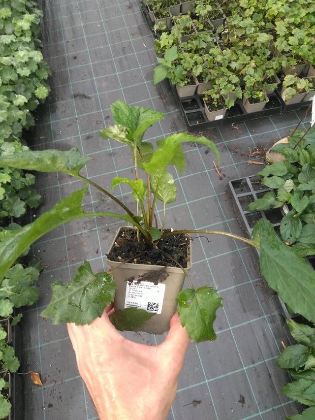 Valkoasteri Eastern Star - 25. 7. 2025