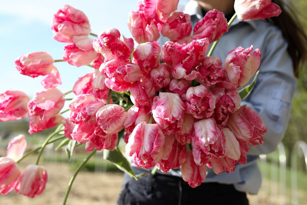 Tulppaani Silver Parrot, Loukykvět