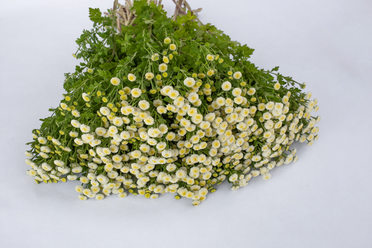 Matricaria Lima, Loukykvět