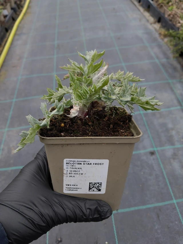 Sinipallo-ohdake Star Frost - 31. 3. 2026