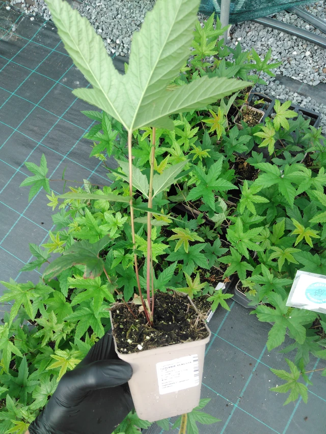 Preeria-angervo Venusta - 2024