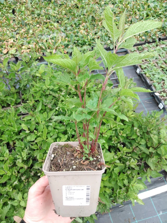 Punalatva Atropurpureum - 2024