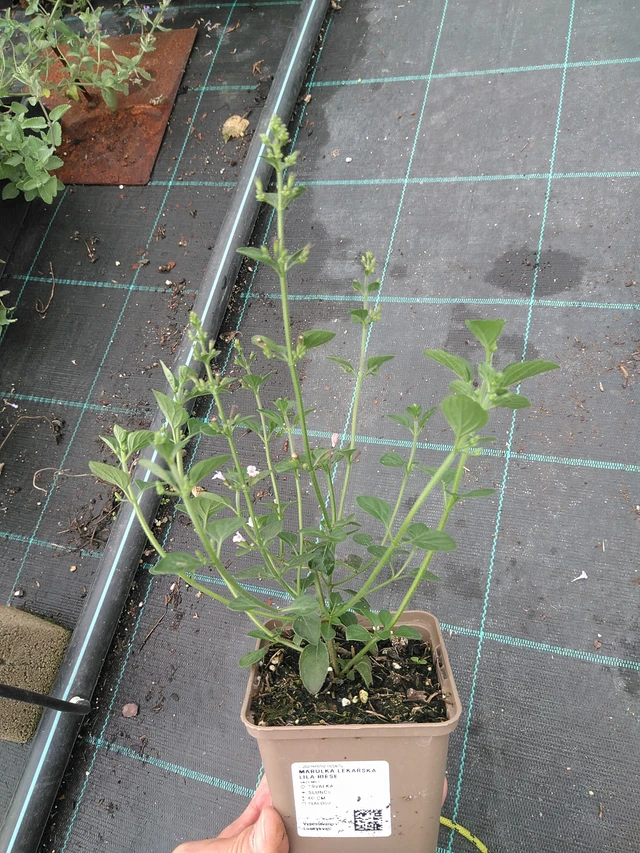 Käenminttu Lila Riese - 21. 7. 2025