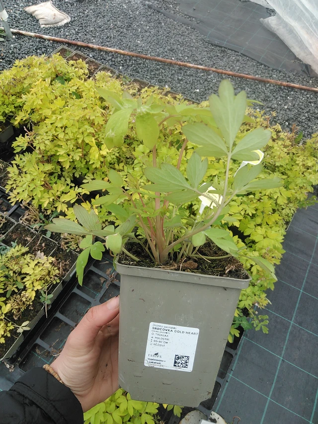 Särkynytsydän Gold Heart - 20. 4. 2026