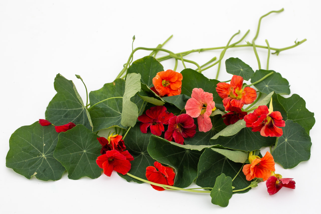 Capuchina Cherrelle, Loukykvět