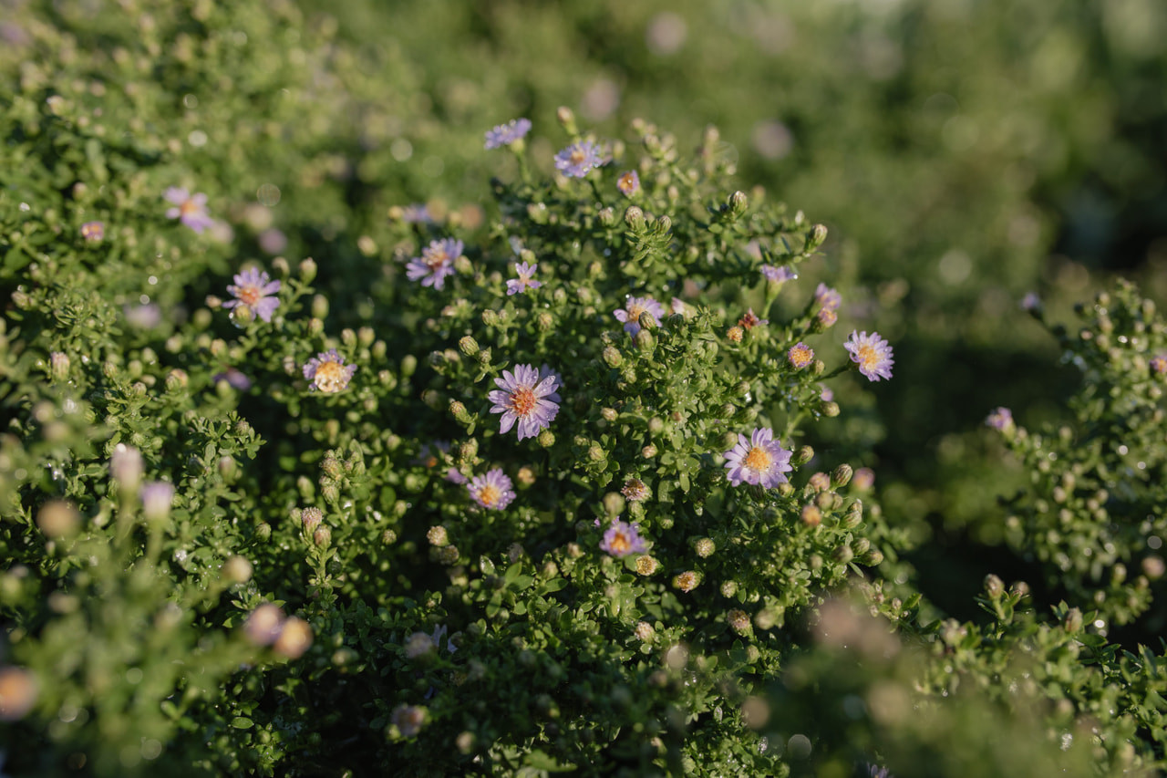 Asteri Blue Star, Loukykvět