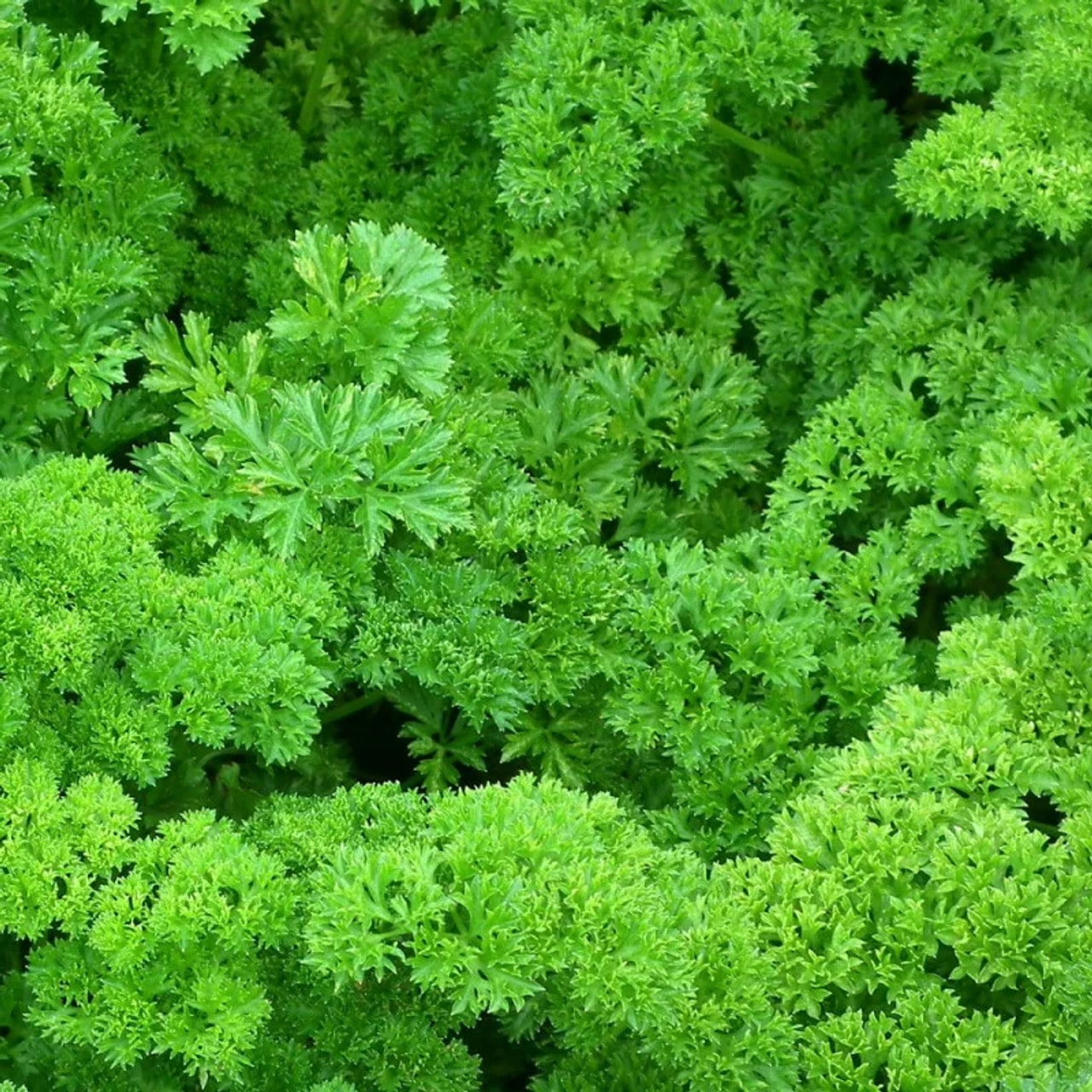 Curly parsley Frisado, Loukykvět