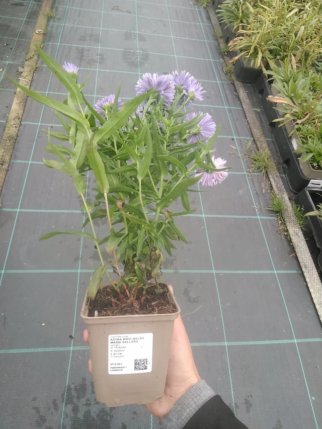 Aster novi-belgii Marie Ballard - 10. 10. 2025