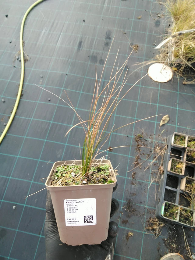 Stipa pennata - 31. 10. 2025