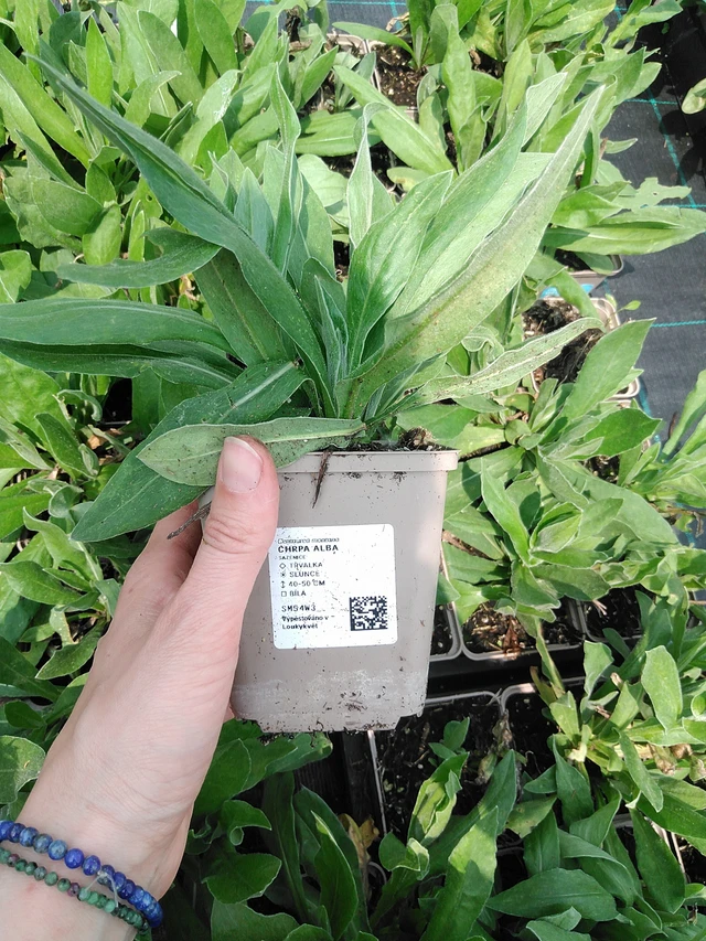 Kaunokki Alba - 9. 6. 2025