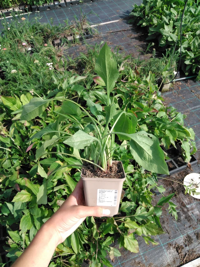 Päivänhattu Green Wizard - 2024