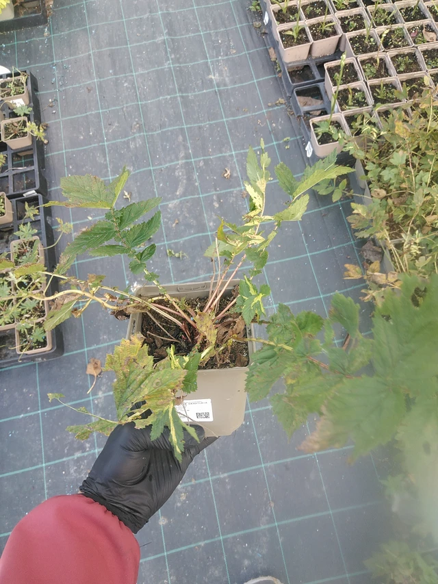 Filipendula Variegata - 13. 10. 2025