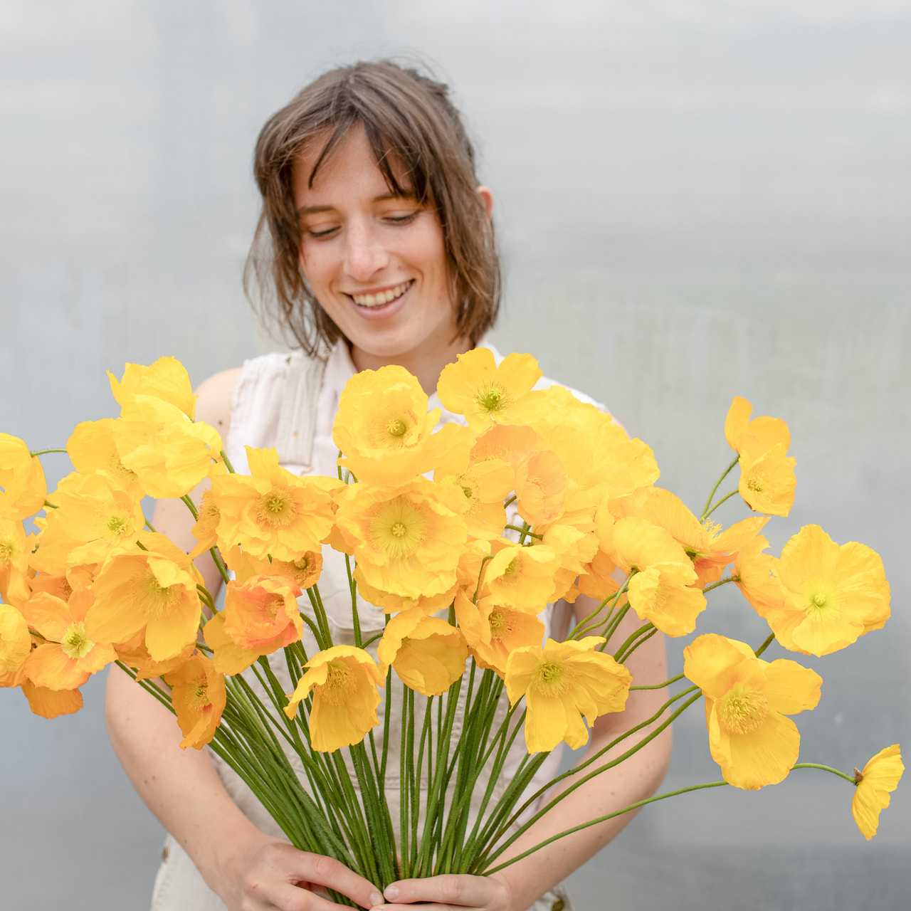 Valmue Champagne Bubbles Yellow, Loukykvět