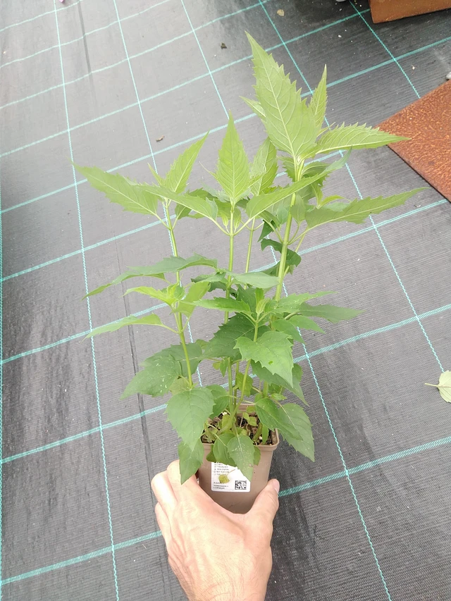 Monarda fistulosa - 21. 7. 2025