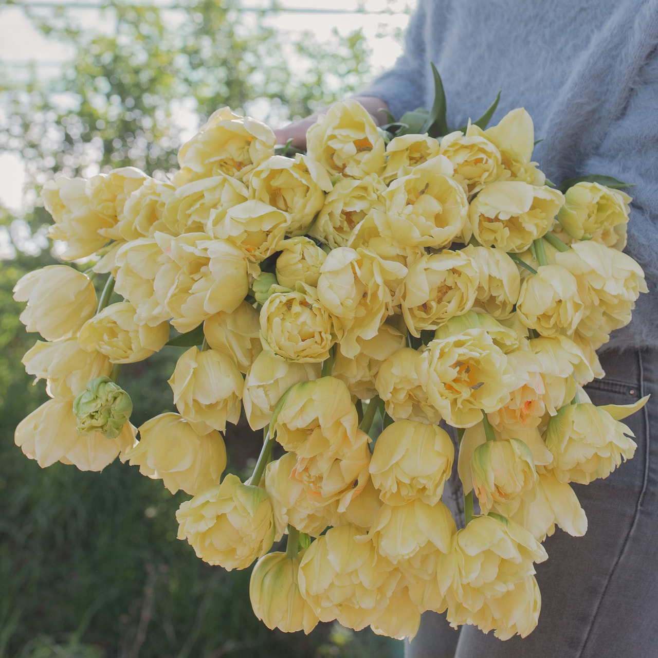 Tulppaani Avant Garde, Loukykvět