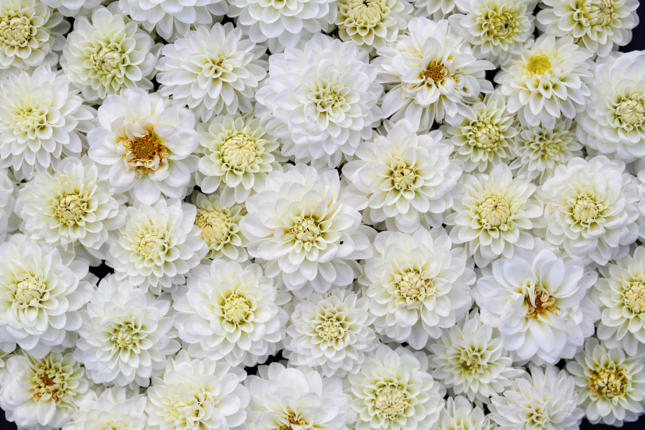 Dalia White Renova, Loukykvět