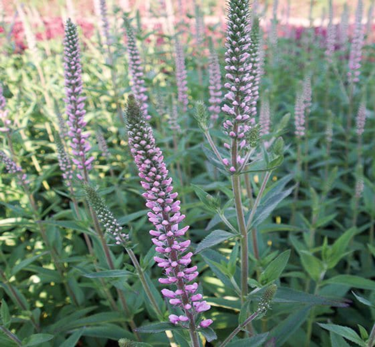 Tädyke Pink Damask, Loukykvět