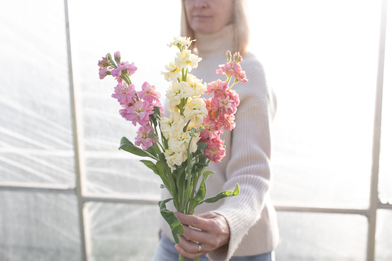 Alhelí StoX Vexta Bonbons Mix, Loukykvět
