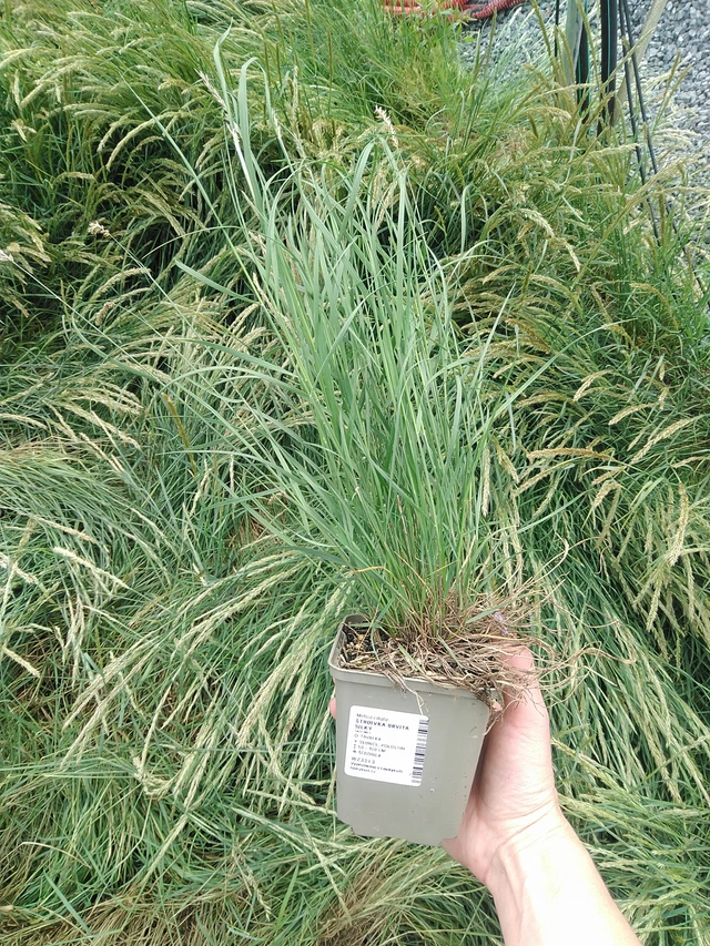 Tähkähelmikkä Silky - 9. 6. 2025