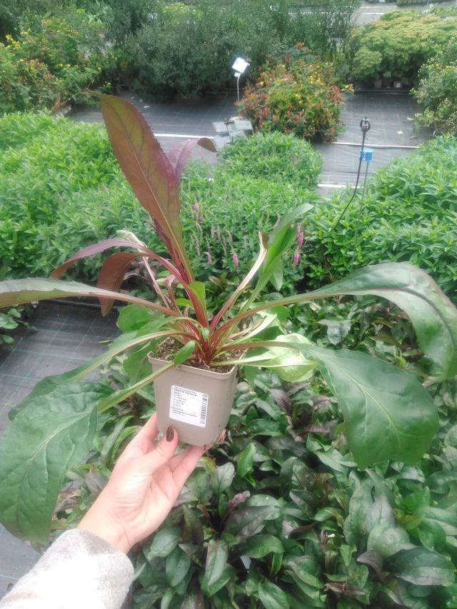 Pipo Husker Red - 2024