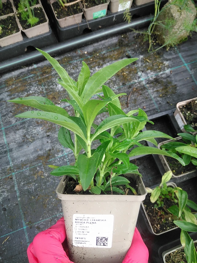 Rohtosuopayrtti Rosea Plena - 29. 7. 2025