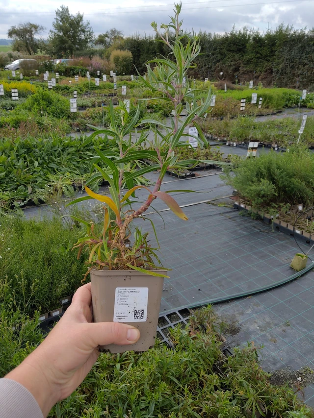 Morsiusharso Flamingo - 9. 10. 2025