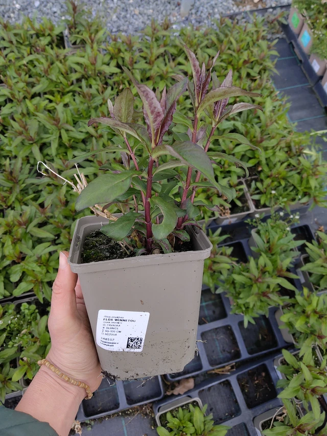 Leimu Winnetou - 21. 4. 2026