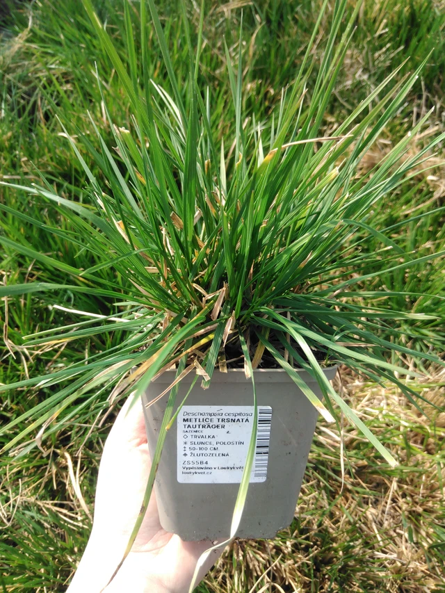 Metlice trsnatá Tauträger - 3. 4. 2025