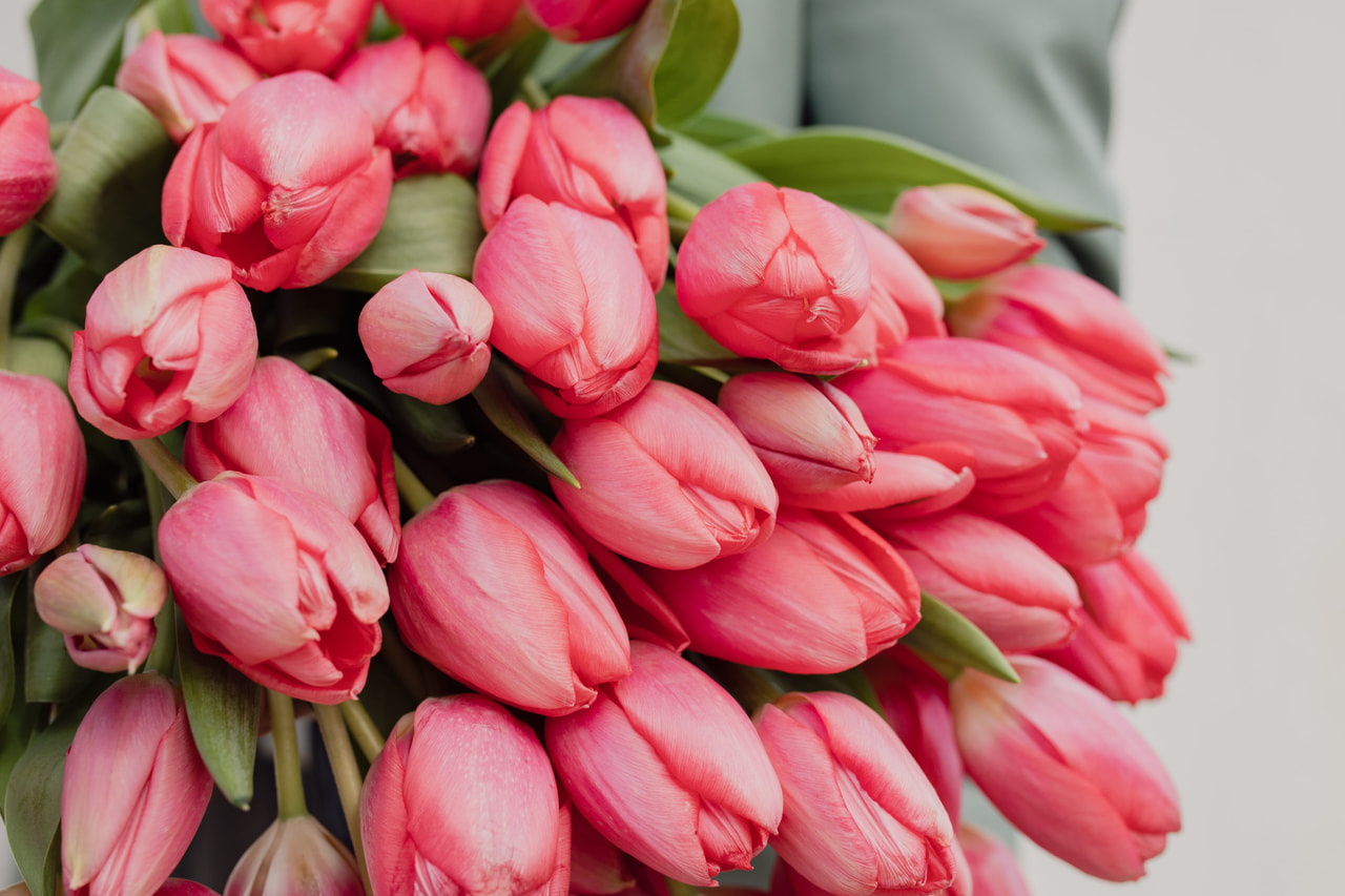 Tulppaani Barre Alta, Loukykvět