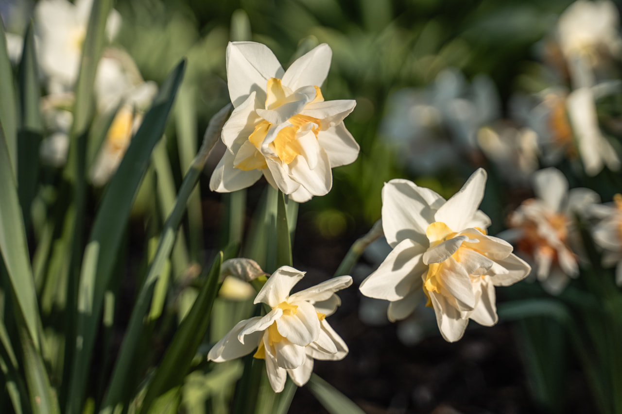Narsissi White Lion, Loukykvět