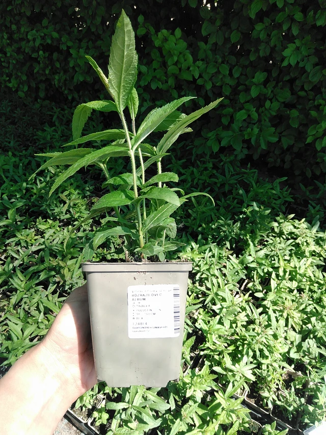 Tädykearvio Album - 13. 5. 2025