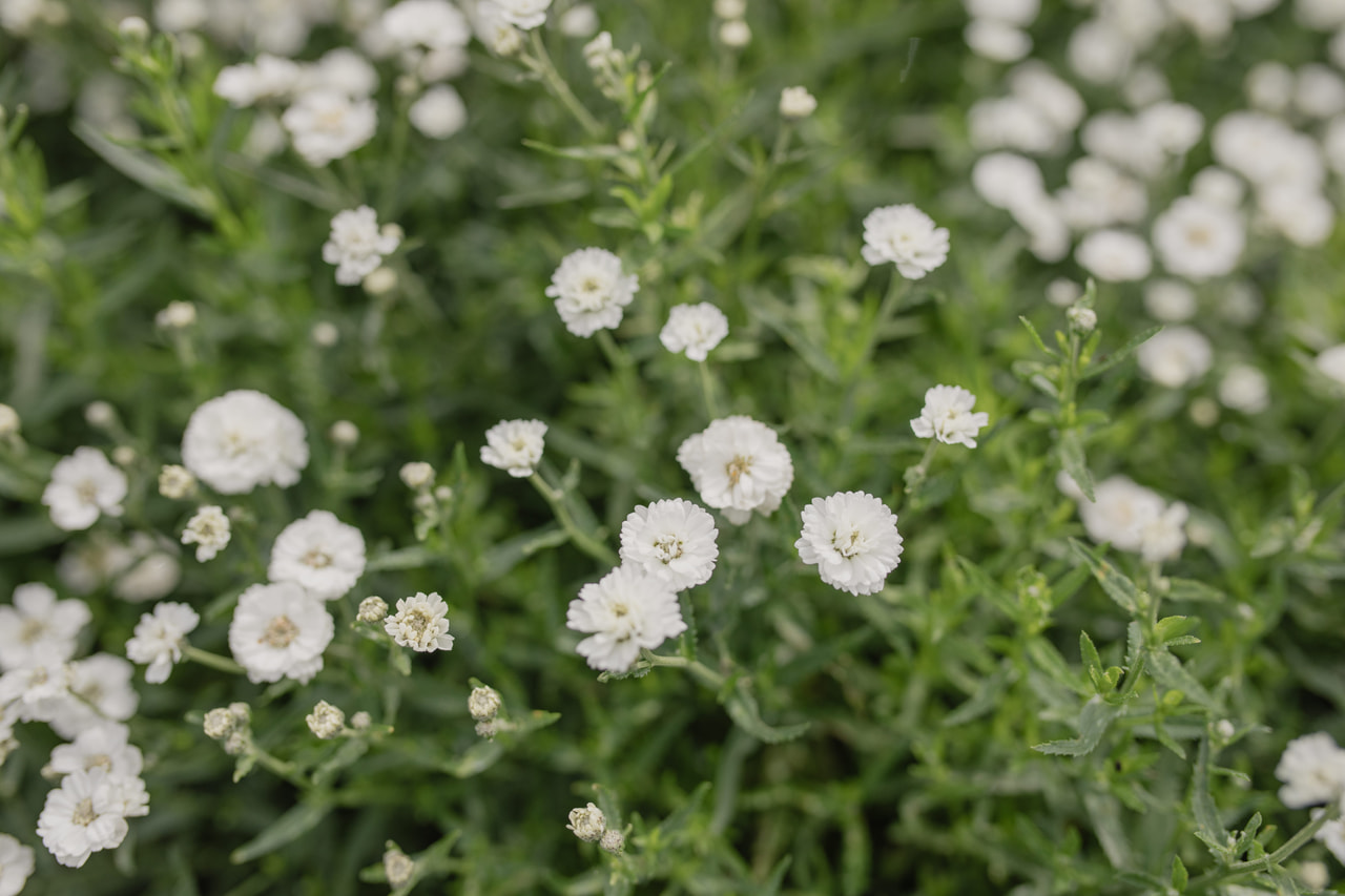 Kärsämö The Pearl, Loukykvět