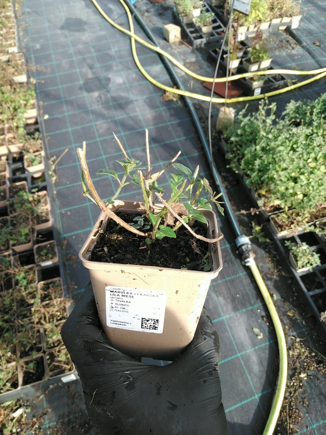 Käenminttu Lila Riese - 31. 10. 2025