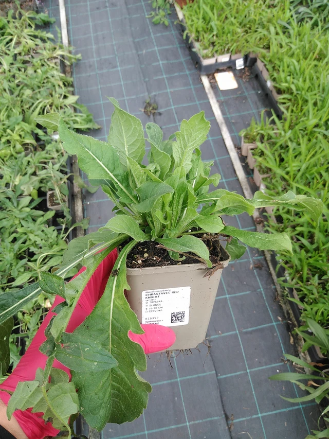 Ruusuruoho Red Knight - 29. 7. 2025