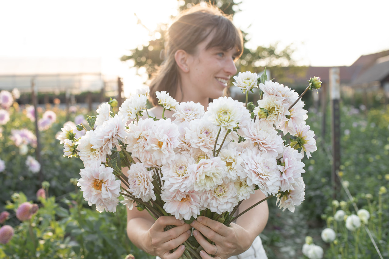 Daalia Espacio, Loukykvět