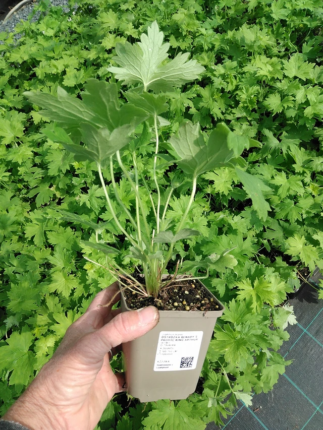 Espuela de caballero Benary’s Pacific King Arthur - 9. 6. 2025