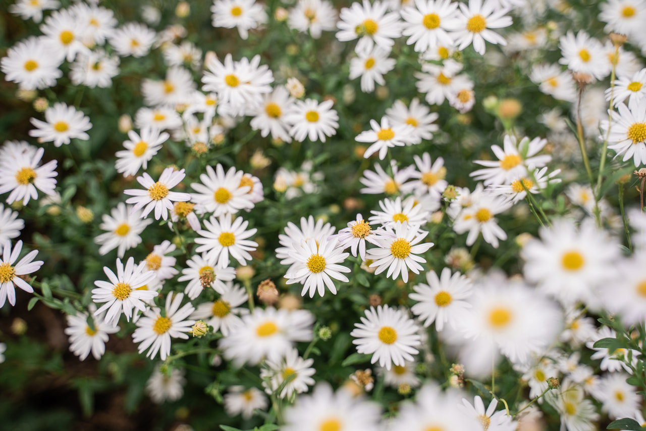 Siperianasteri Starshine, Loukykvět