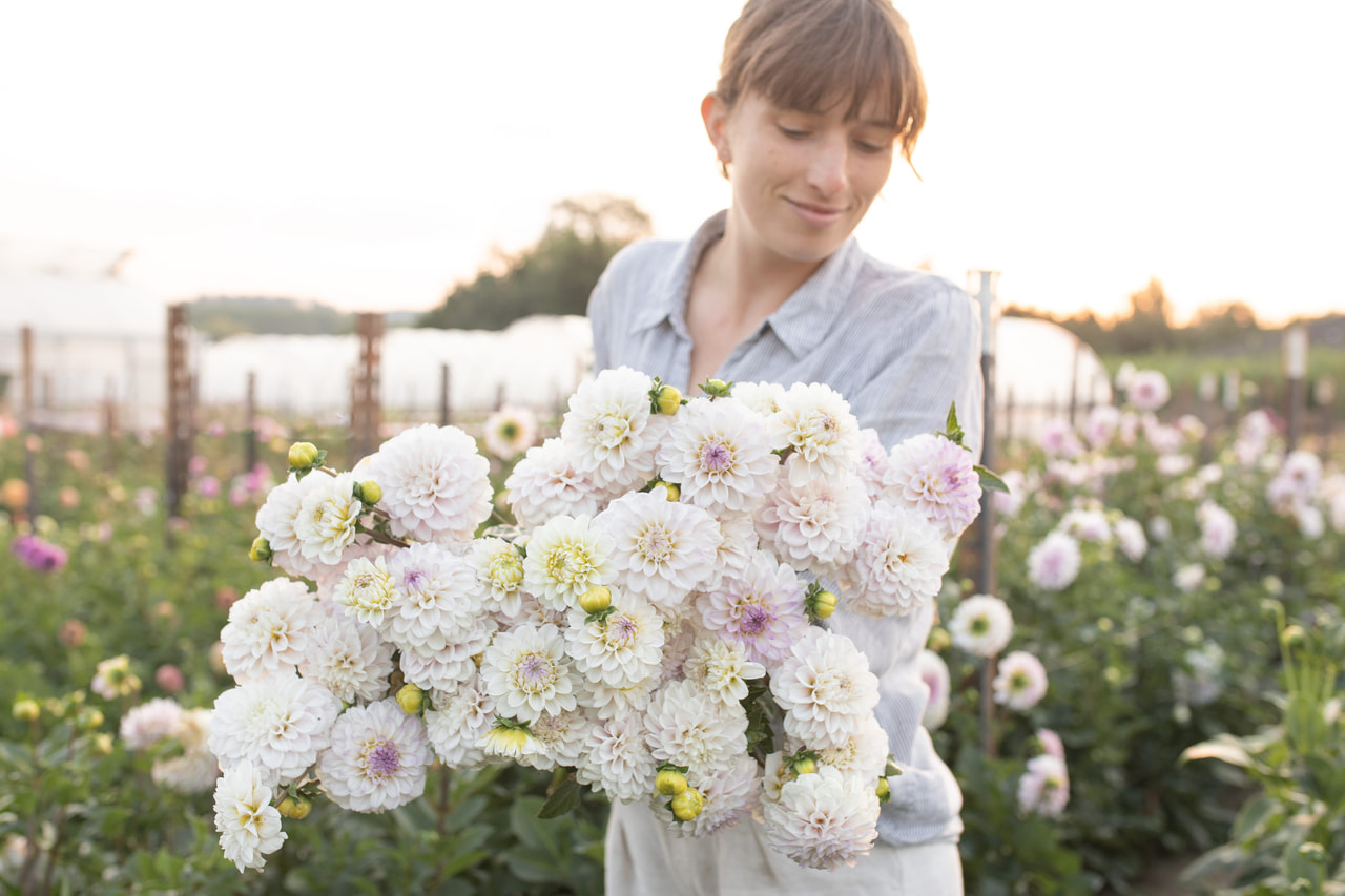 Daalia Cayen, Loukykvět