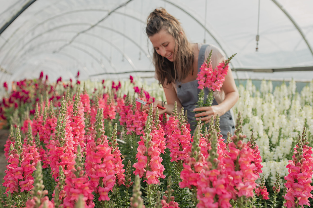 Leijonankita Potomac Rose, Loukykvět