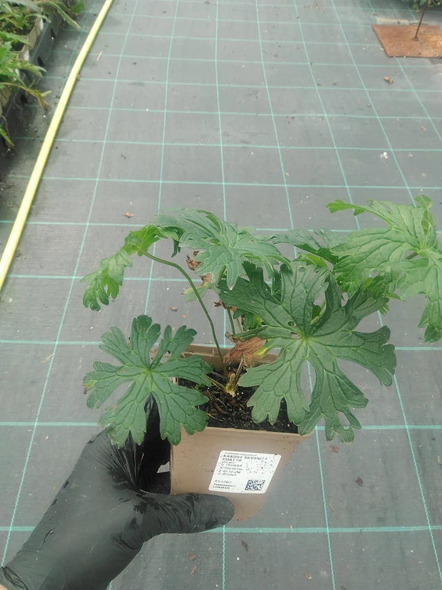 Geranium maculatum Chatto - 10. 9. 2025