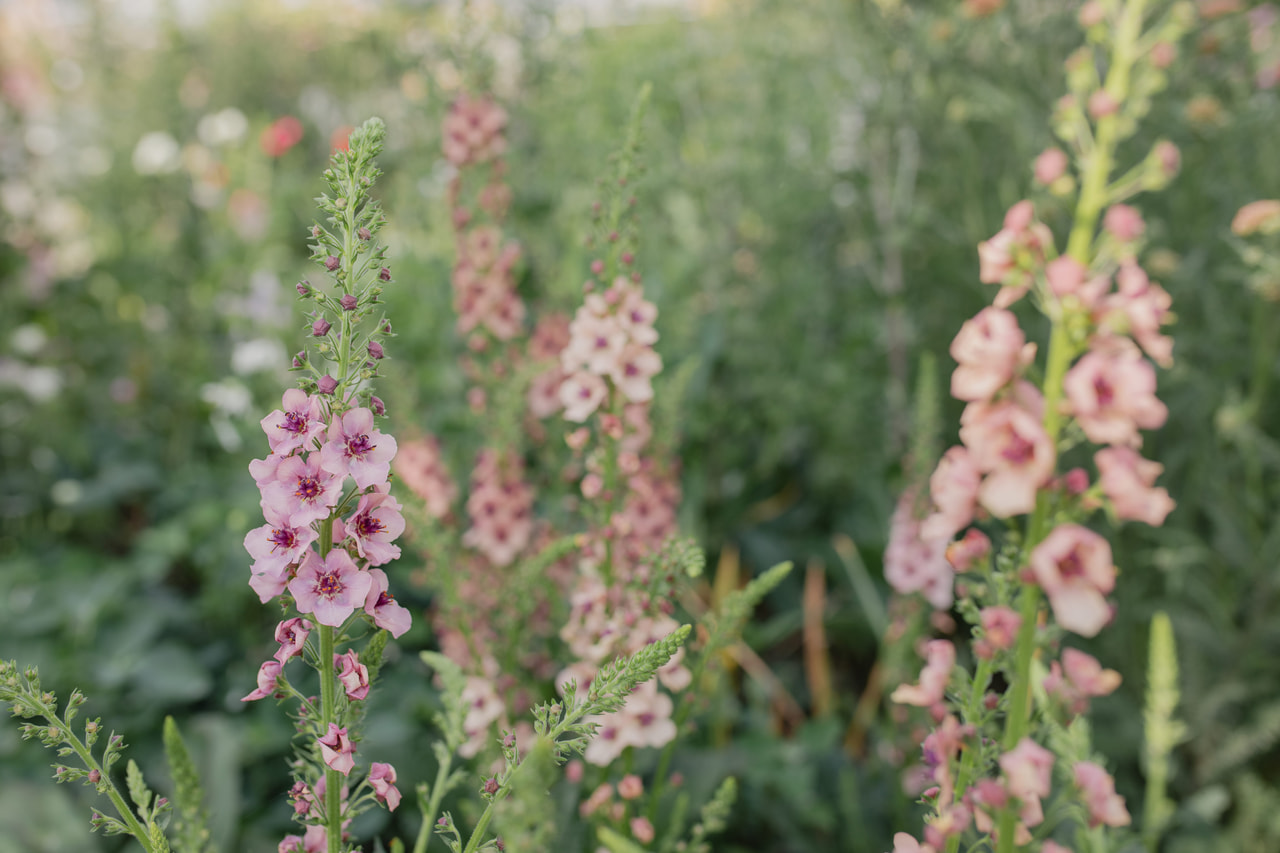Verbascum Southern Charm, Loukykvět