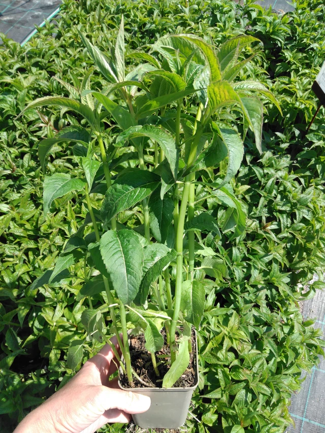 Väriminttu Beauty of Cobham - 13. 5. 2025