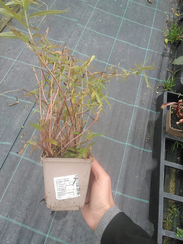 Rantakukka Swirl - 10. 10. 2025