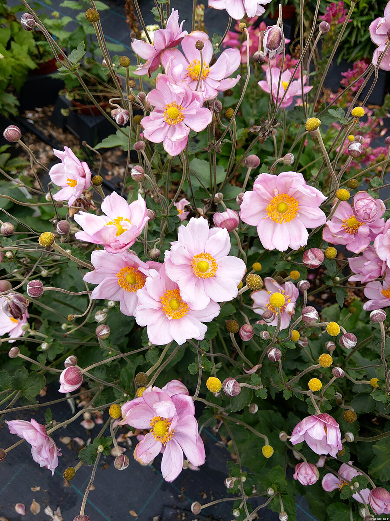 Syysvuokko Königin Charlotte, Loukykvět