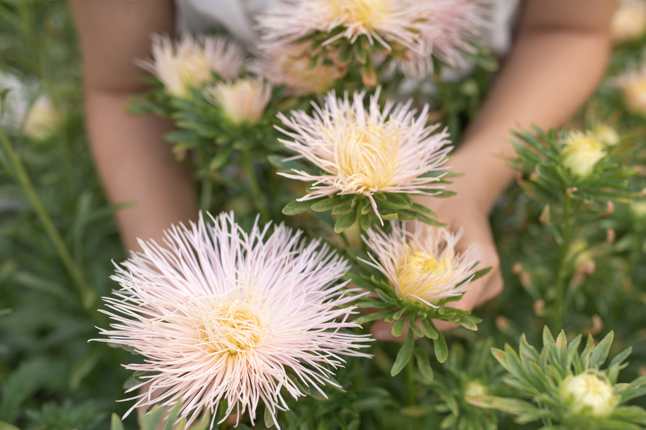 China Aster Valkyrie Brünhilde Chamois, Loukykvět