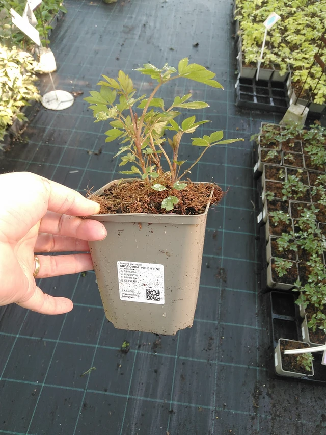 Särkynytsydän Valentine - 19. 8. 2025